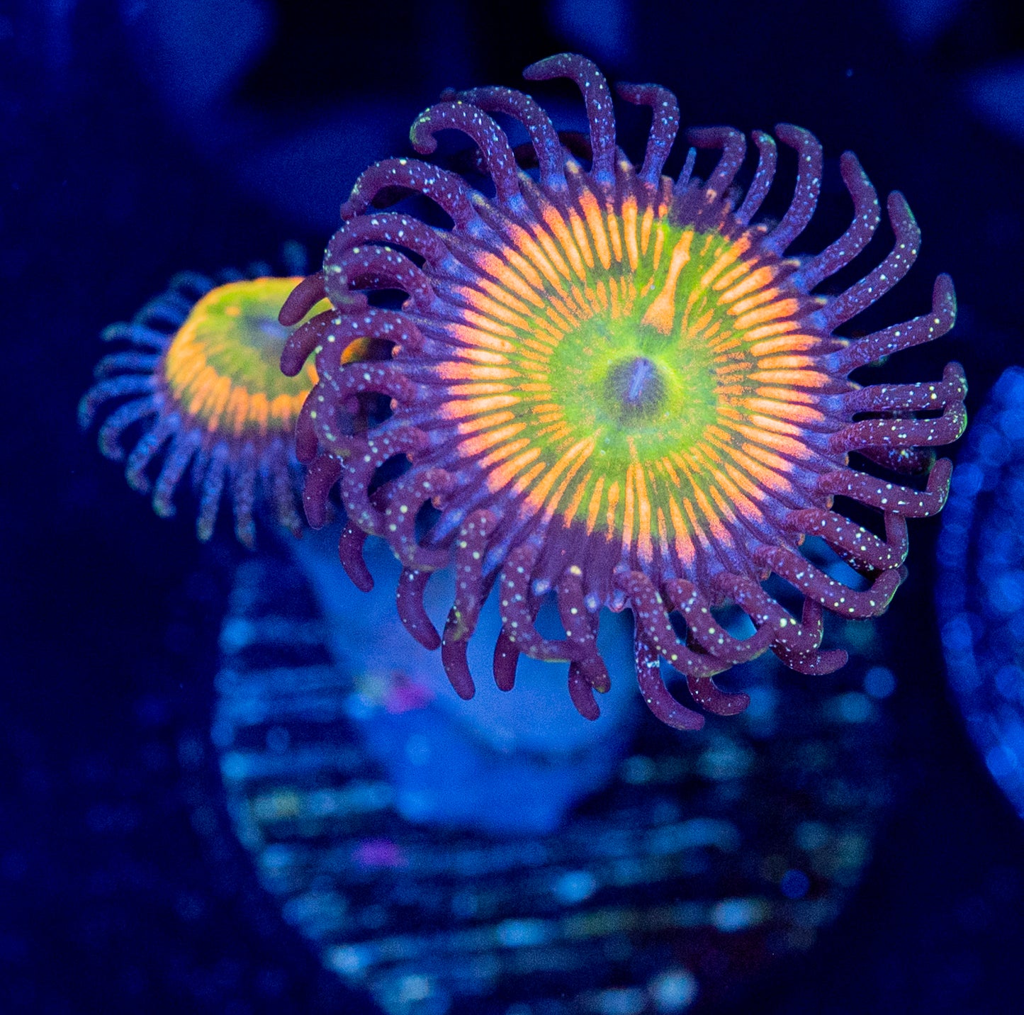 L49 ZOA