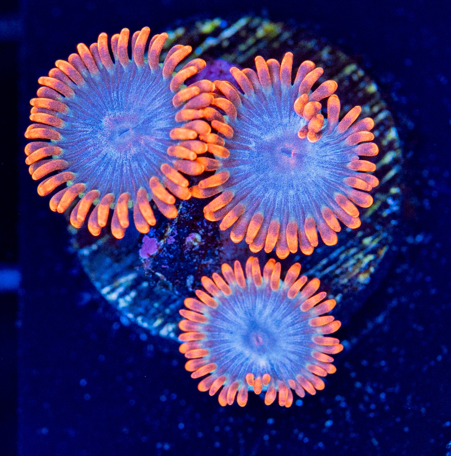 L52 UF GATOR ZOA