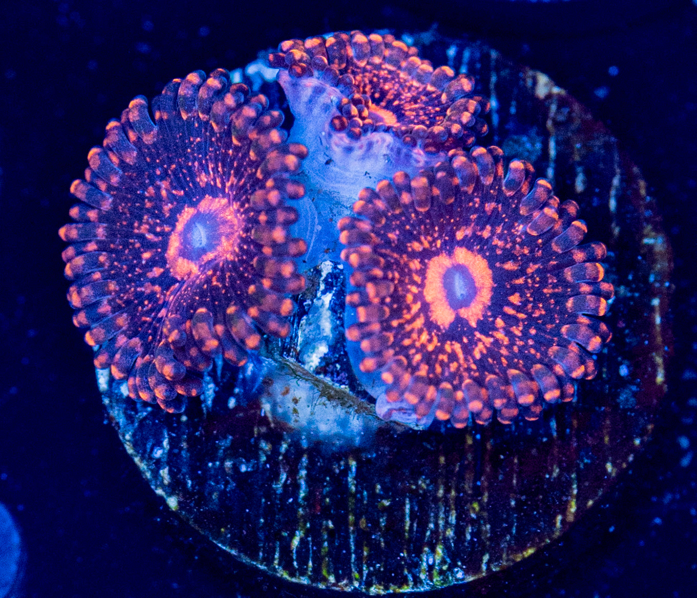 L59 RAINBOW MAUL ZOA