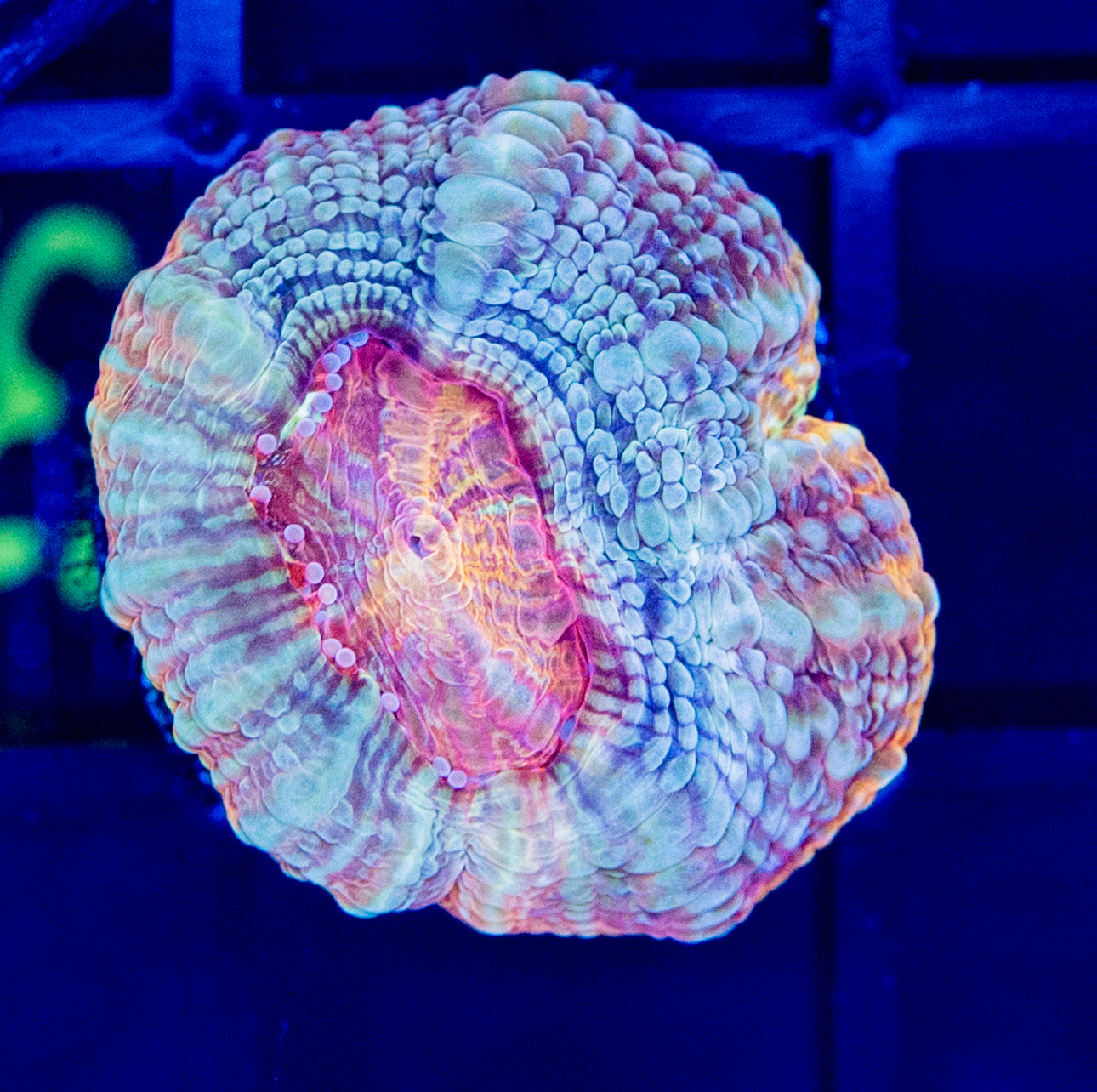 L62 Dragon Breath BOWERBANKI