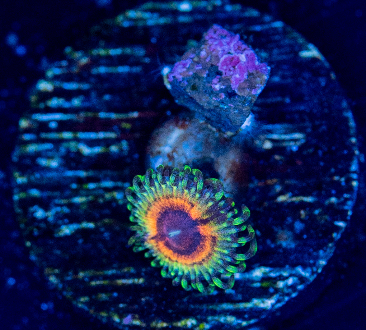 L65 LSOH ZOA