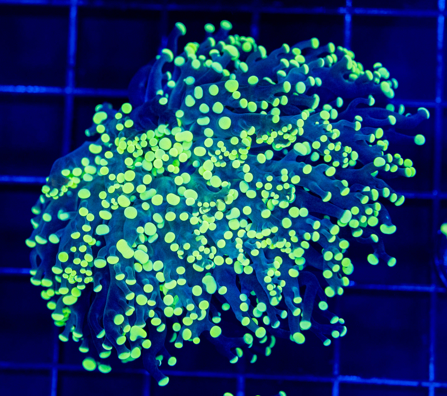 M03 FROGSPAWN