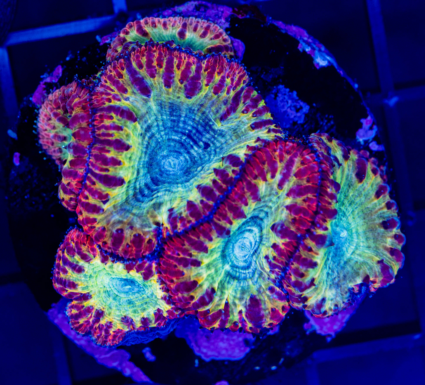 M06 F BLASTO Colony
