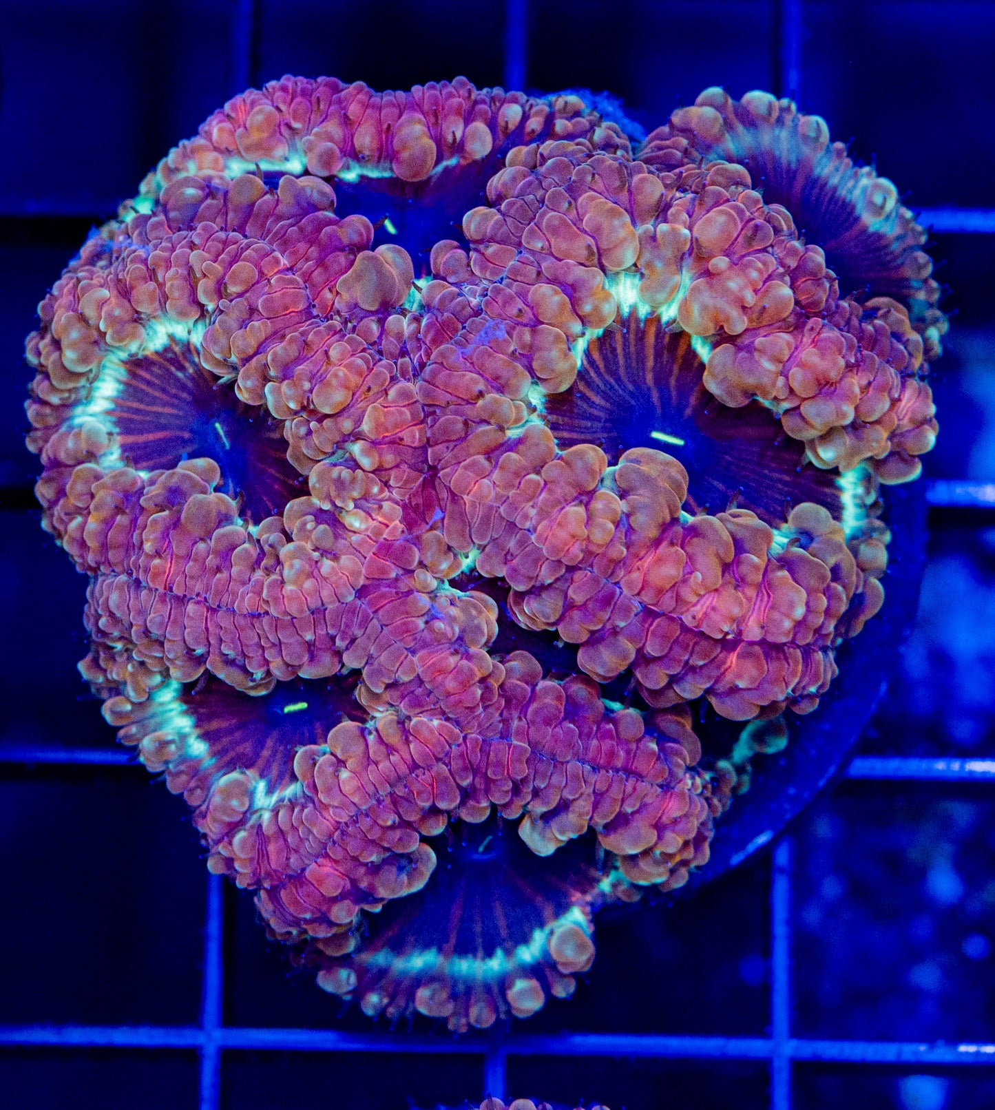 M29 BLASTO COLONY