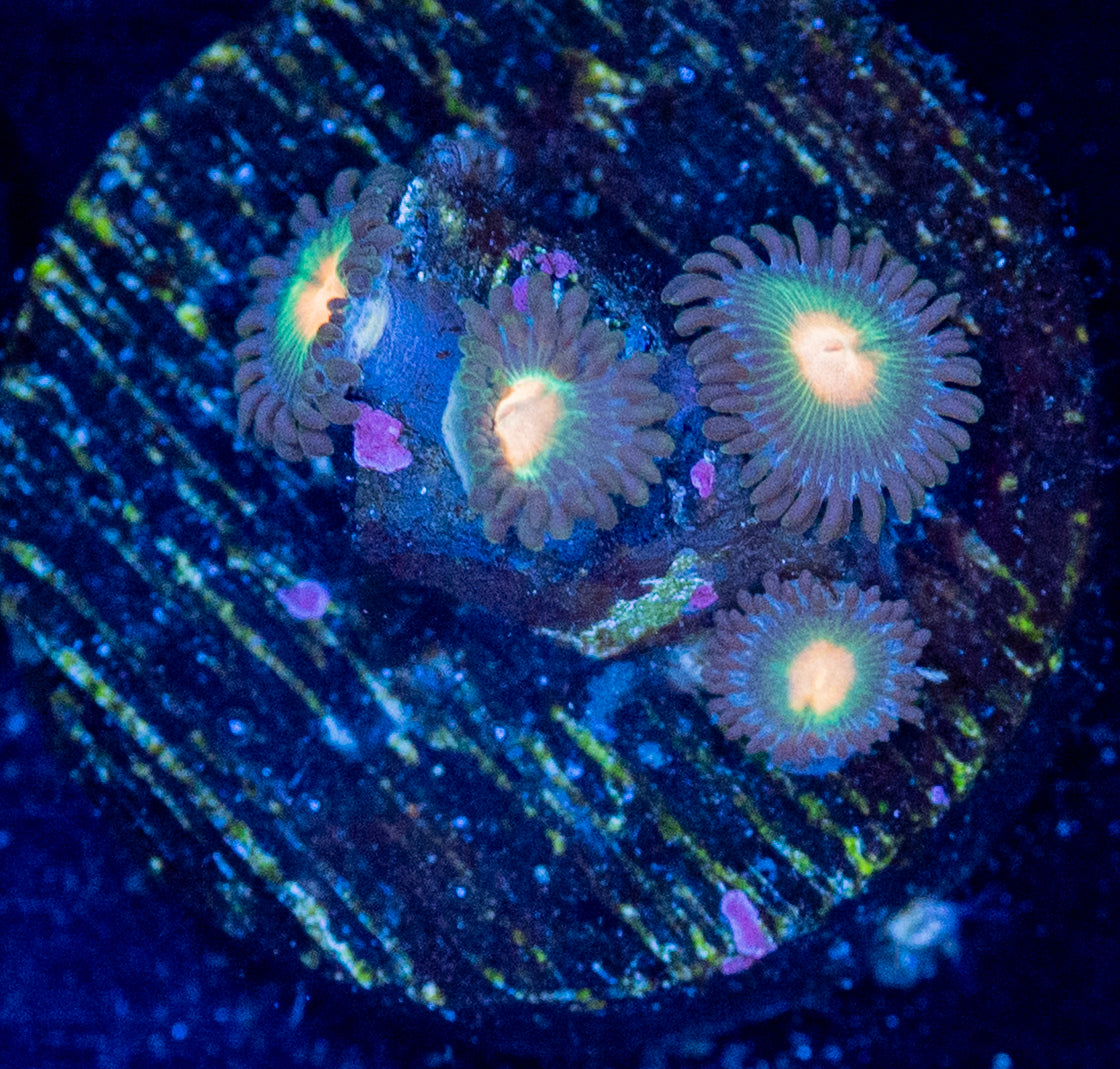 M35 ZOA WYSIWYG
