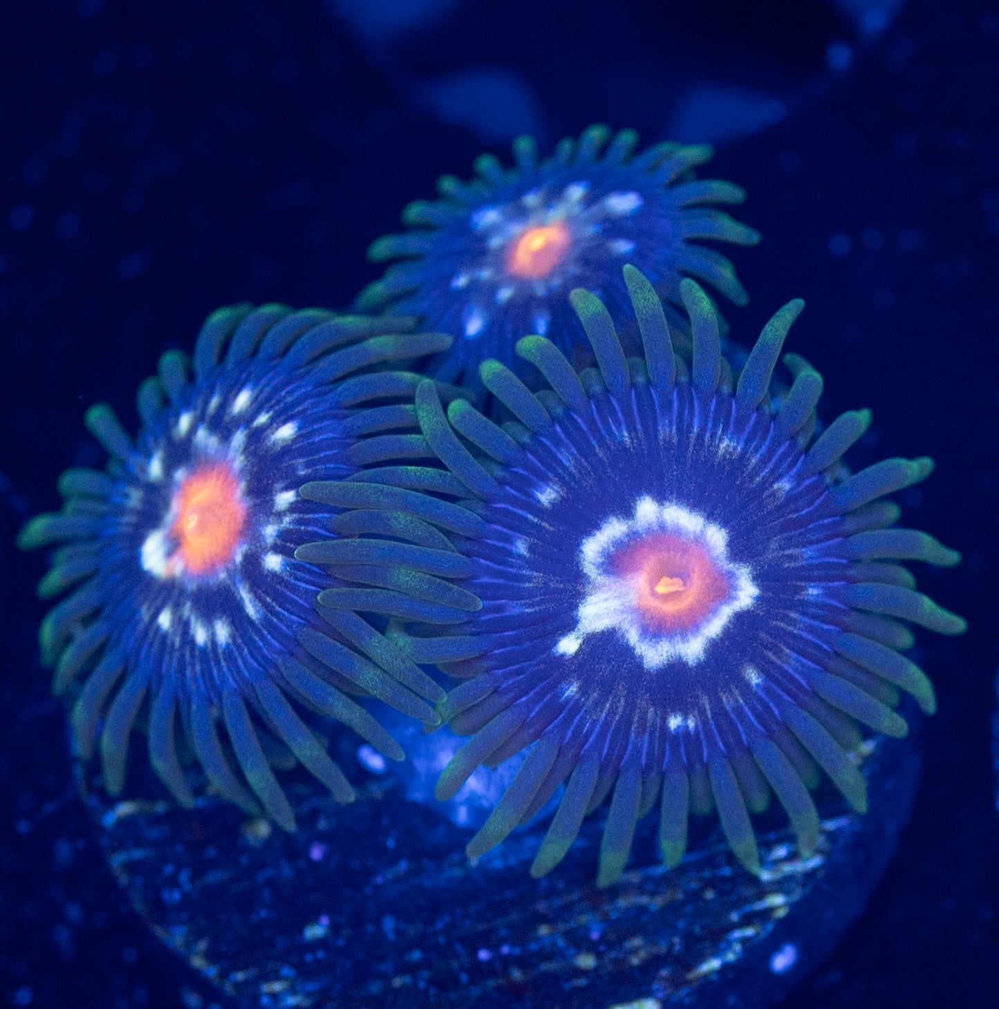 M37 DAISY CUTTERS ZOA WYSIWYG