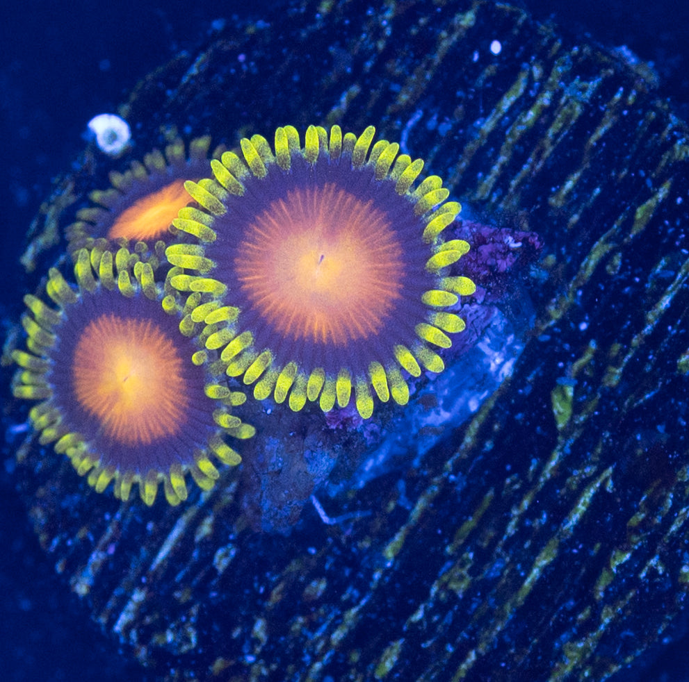 M40 ZOA