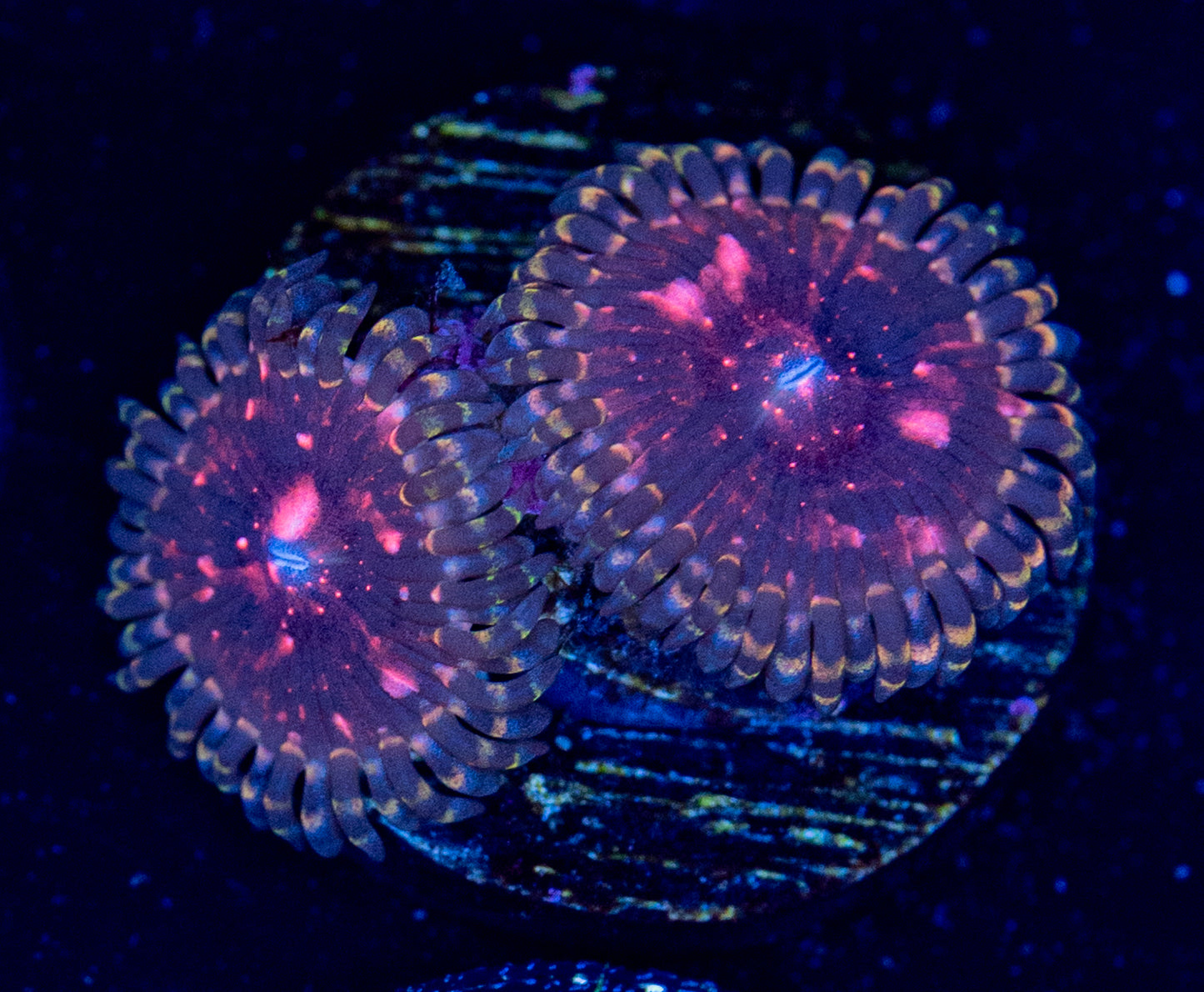 M42 ZOA