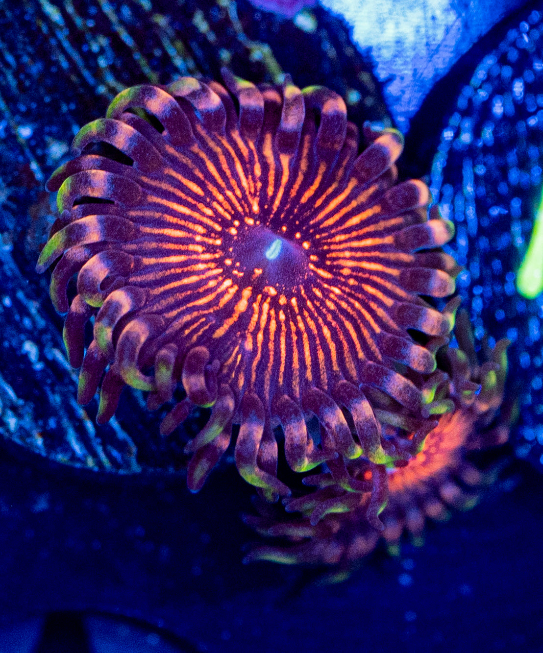 M45 ZOA