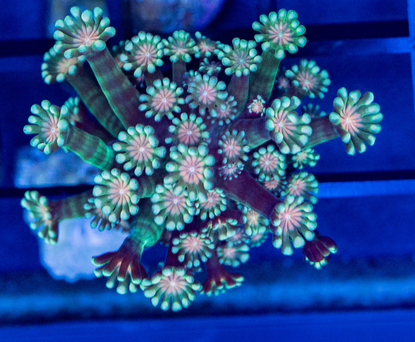 M51 RAS Zombie Eyes ALVEOPORA
