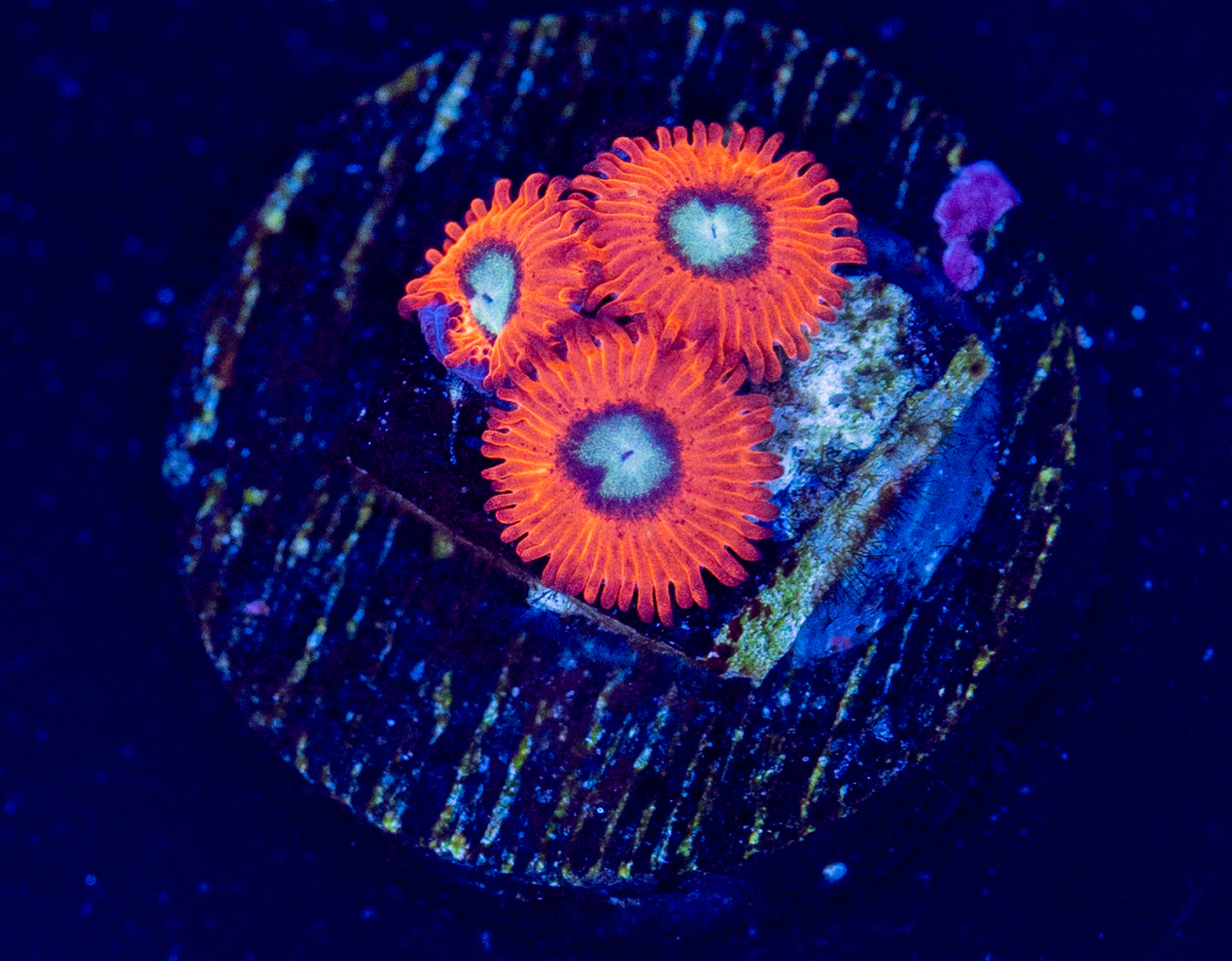 M54 CHARMANDER ZOAS