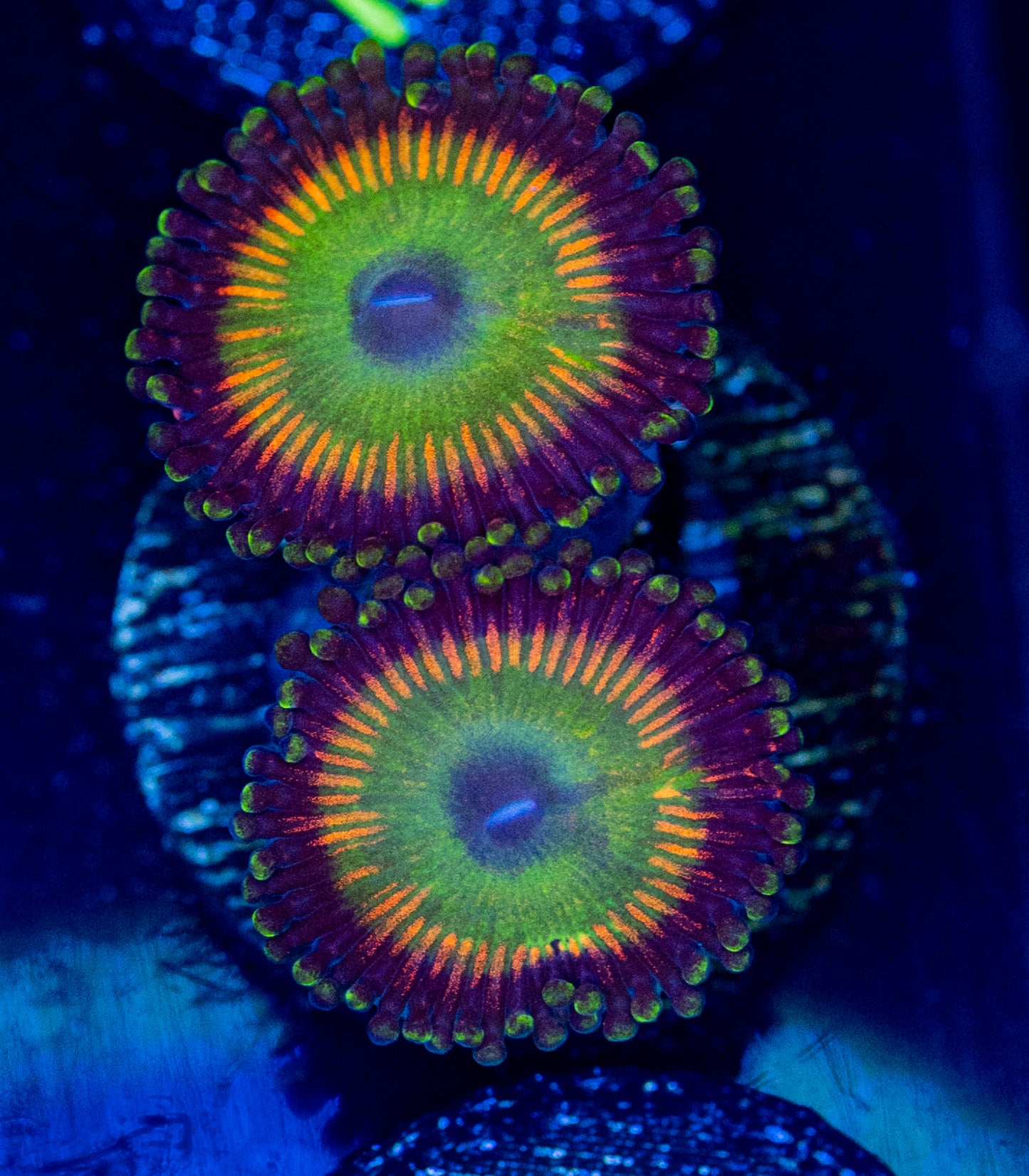 M55 ZOA