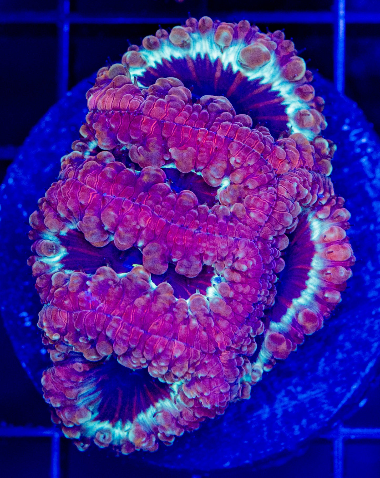 N09 BLASTO COLONY