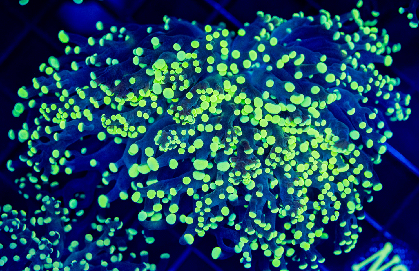 N27 FROGSPAWN WYSIWYG