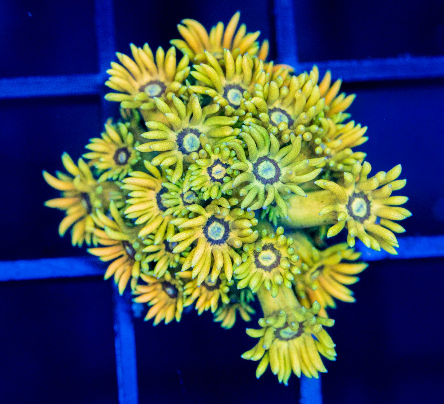 N30F Yellow GONI