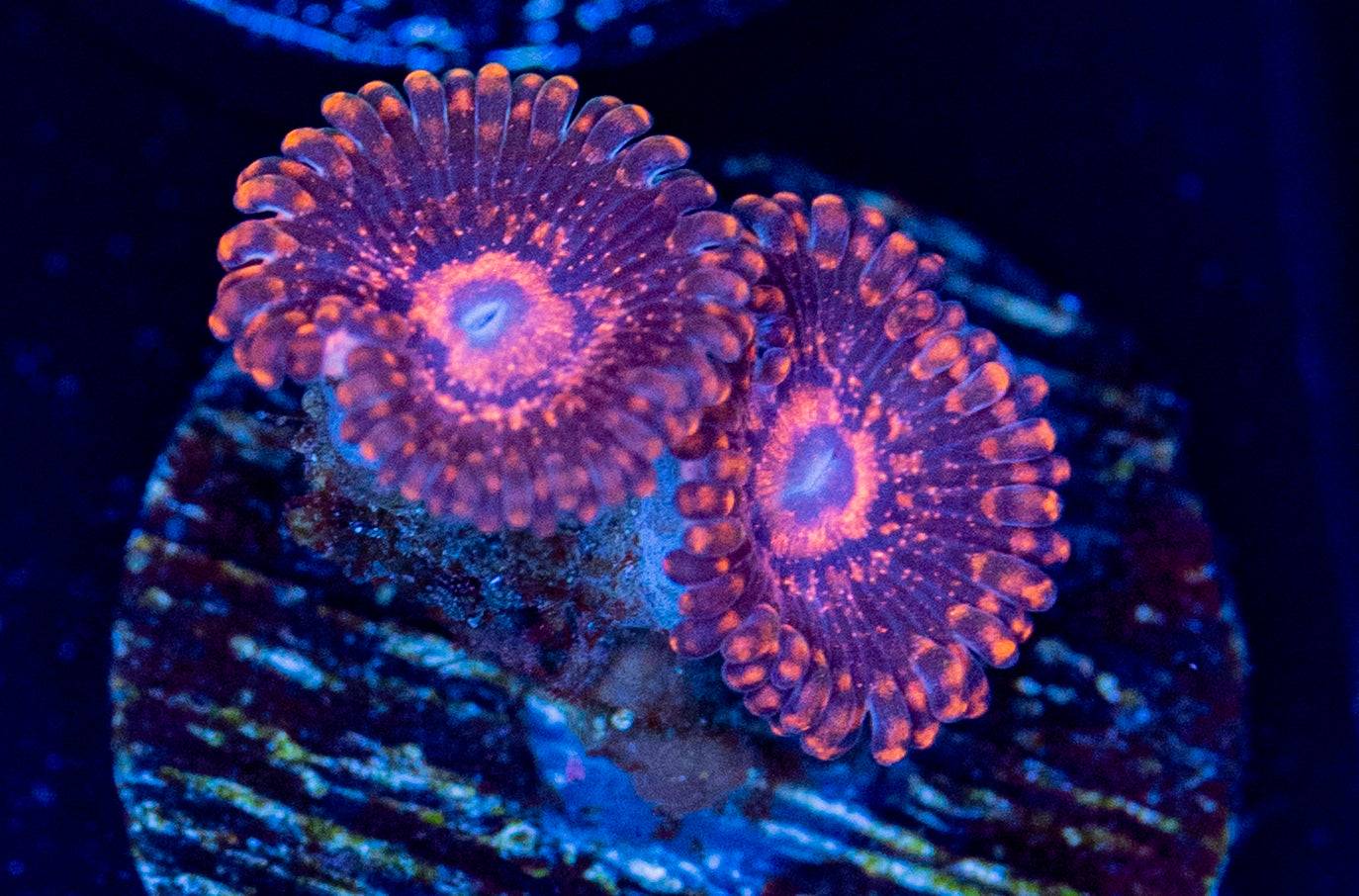 N31 Rainbow Maul ZOA
