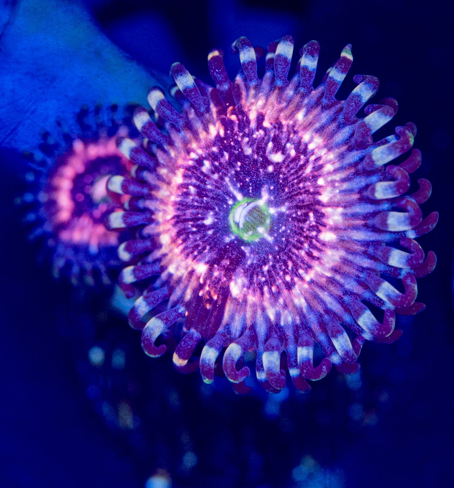 N34 PINK ZIPPER ZOA