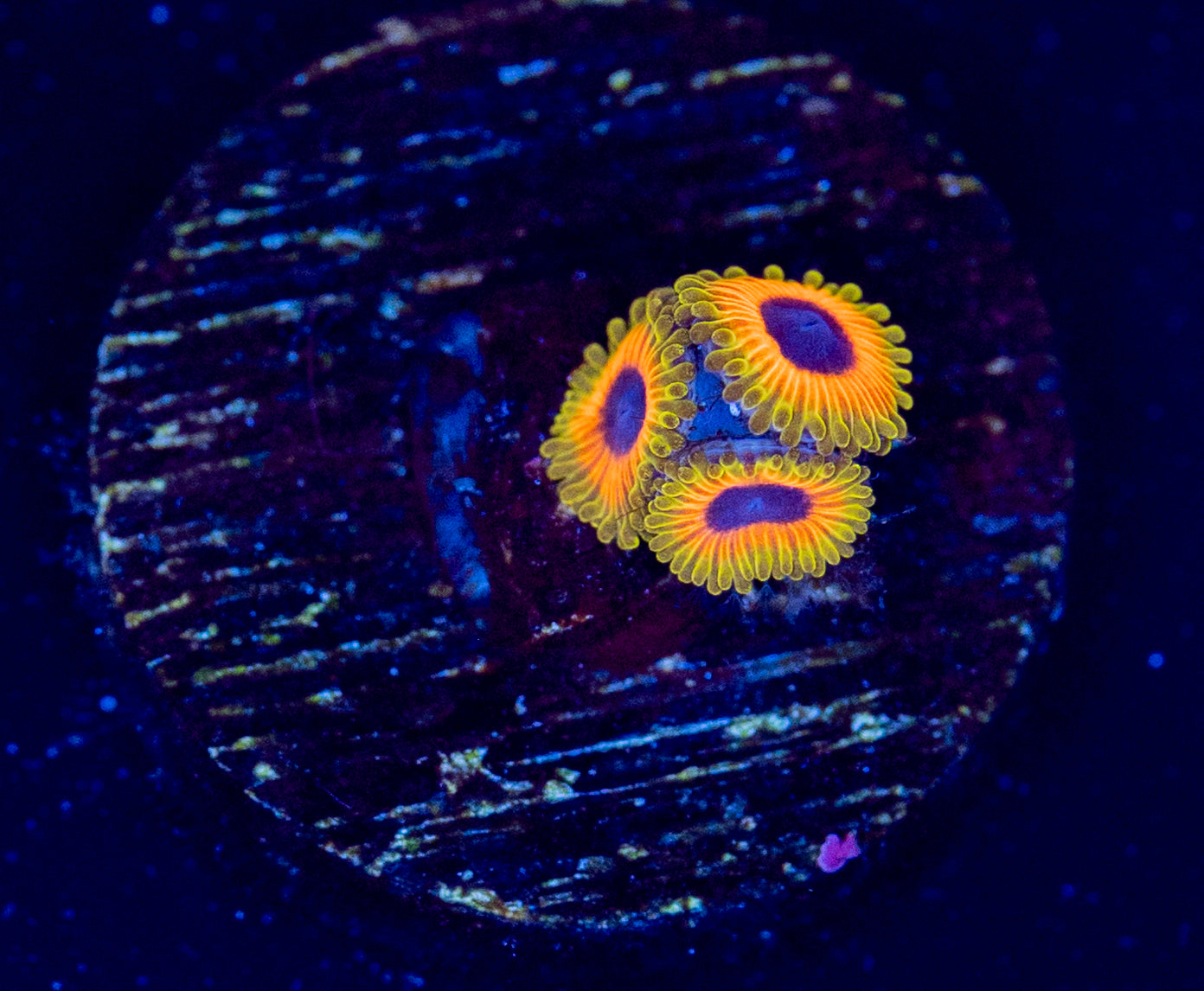 N42 GREAT OWL ZOA