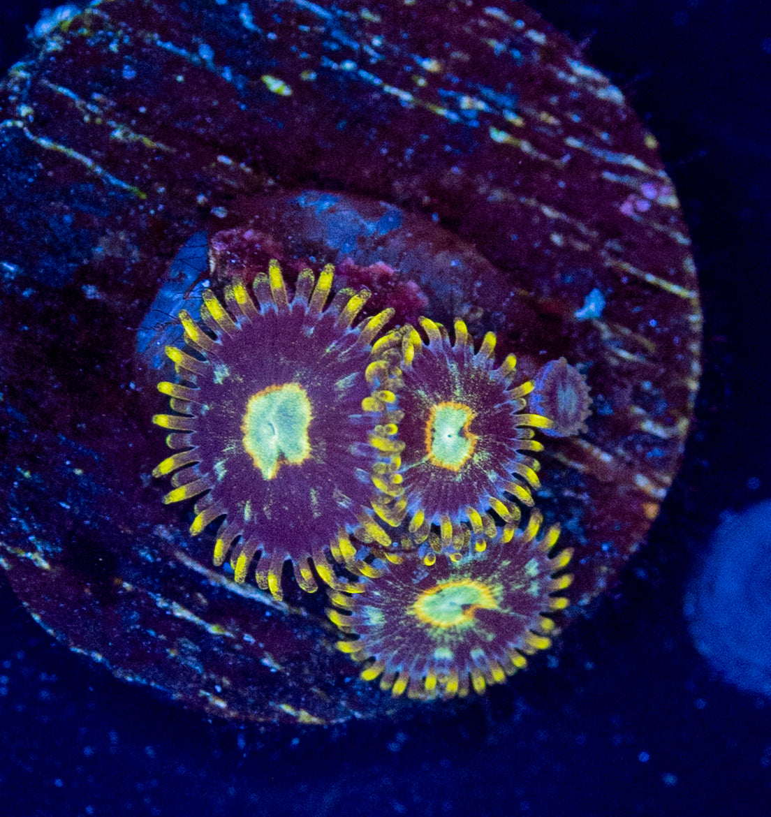 N43 Murder Hornet ZOA