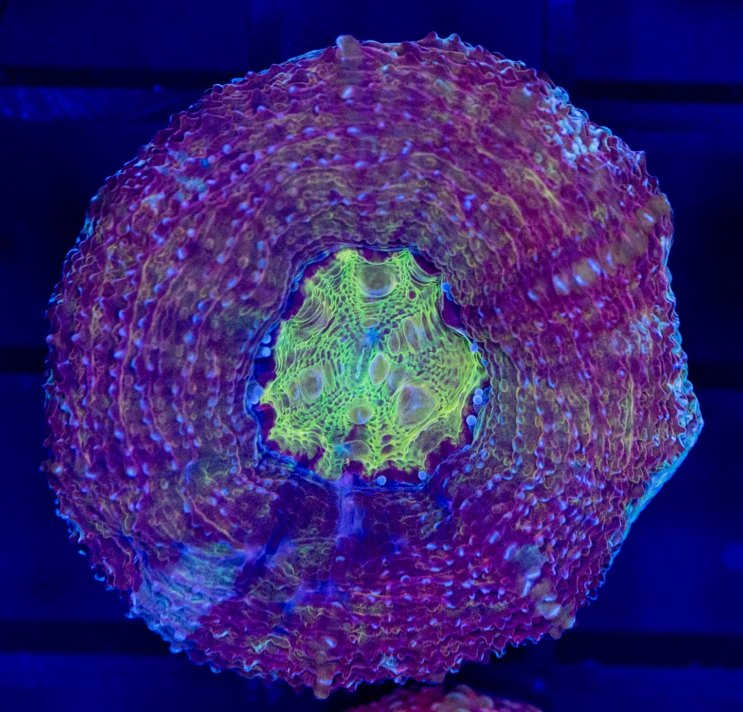 N44 GOLDEN DRAGON BOWERBANKI WYSIWYG