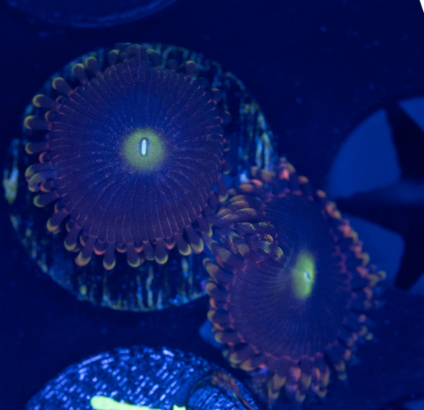 N47 BOZO BIRTHDAY ZOA