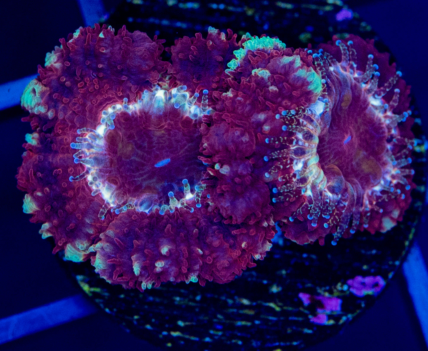 N49 Asian ACAN