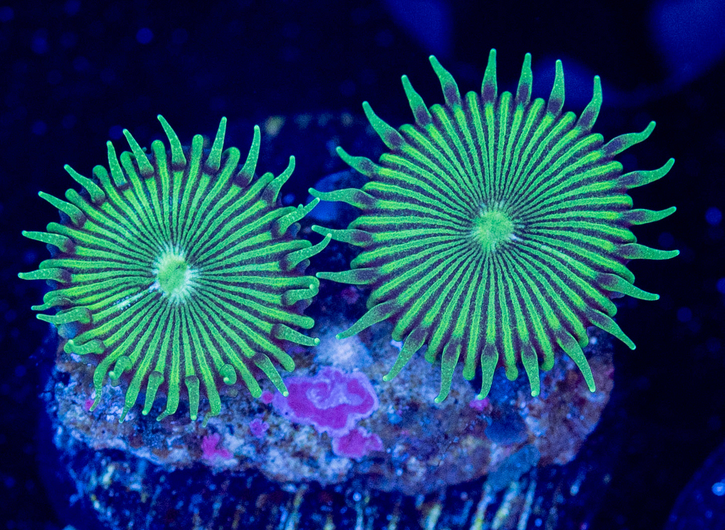 N56 NUCLEAR PALY