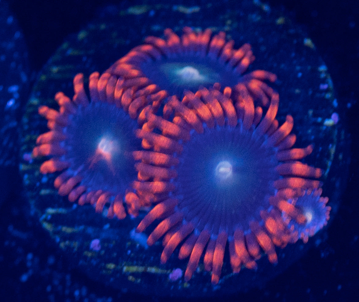 N58 ZOA