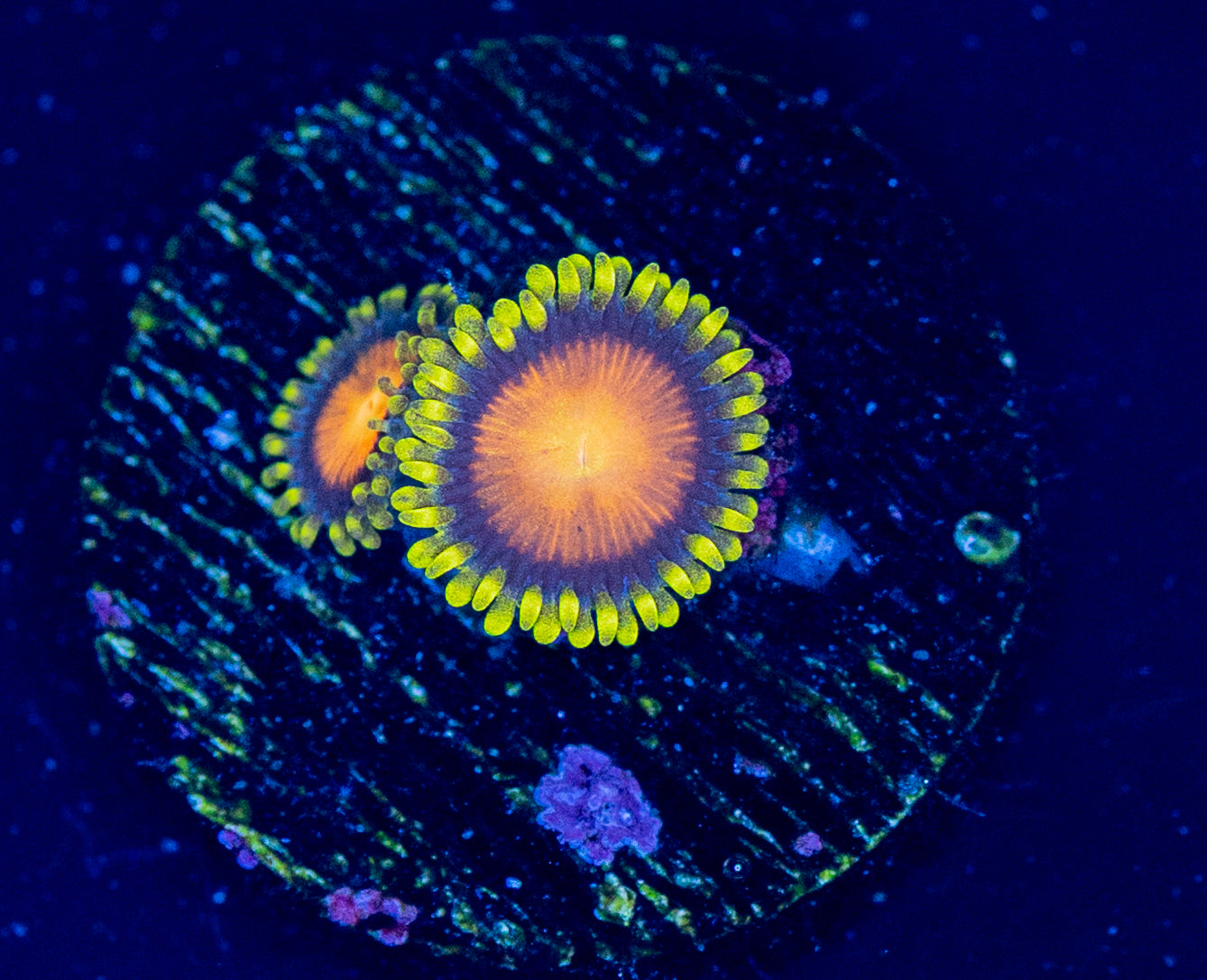 N62 ZOA