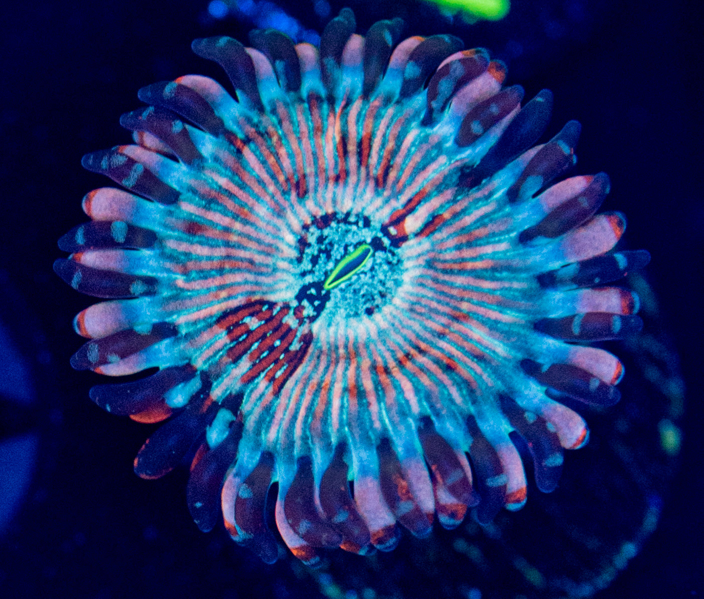 N64 WHITE ZOMBIE ZOA