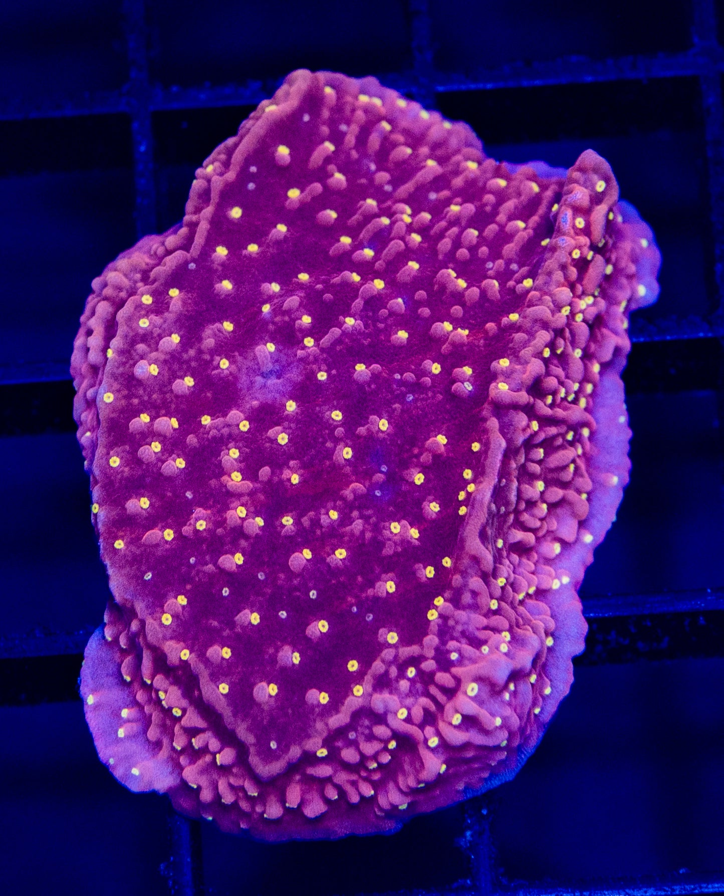 O19 MONTI