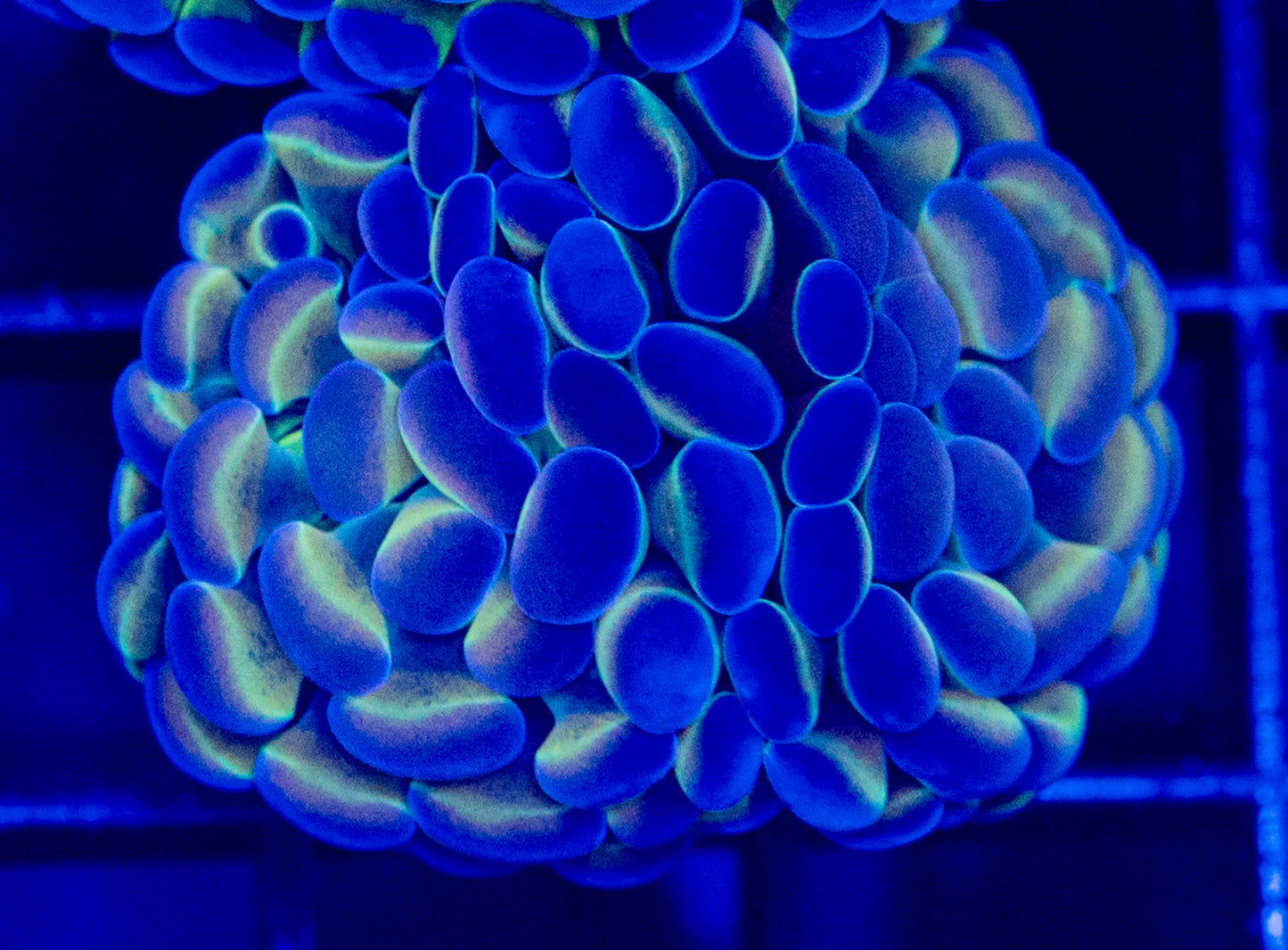 O30 HOLOGRAM HAMMER
