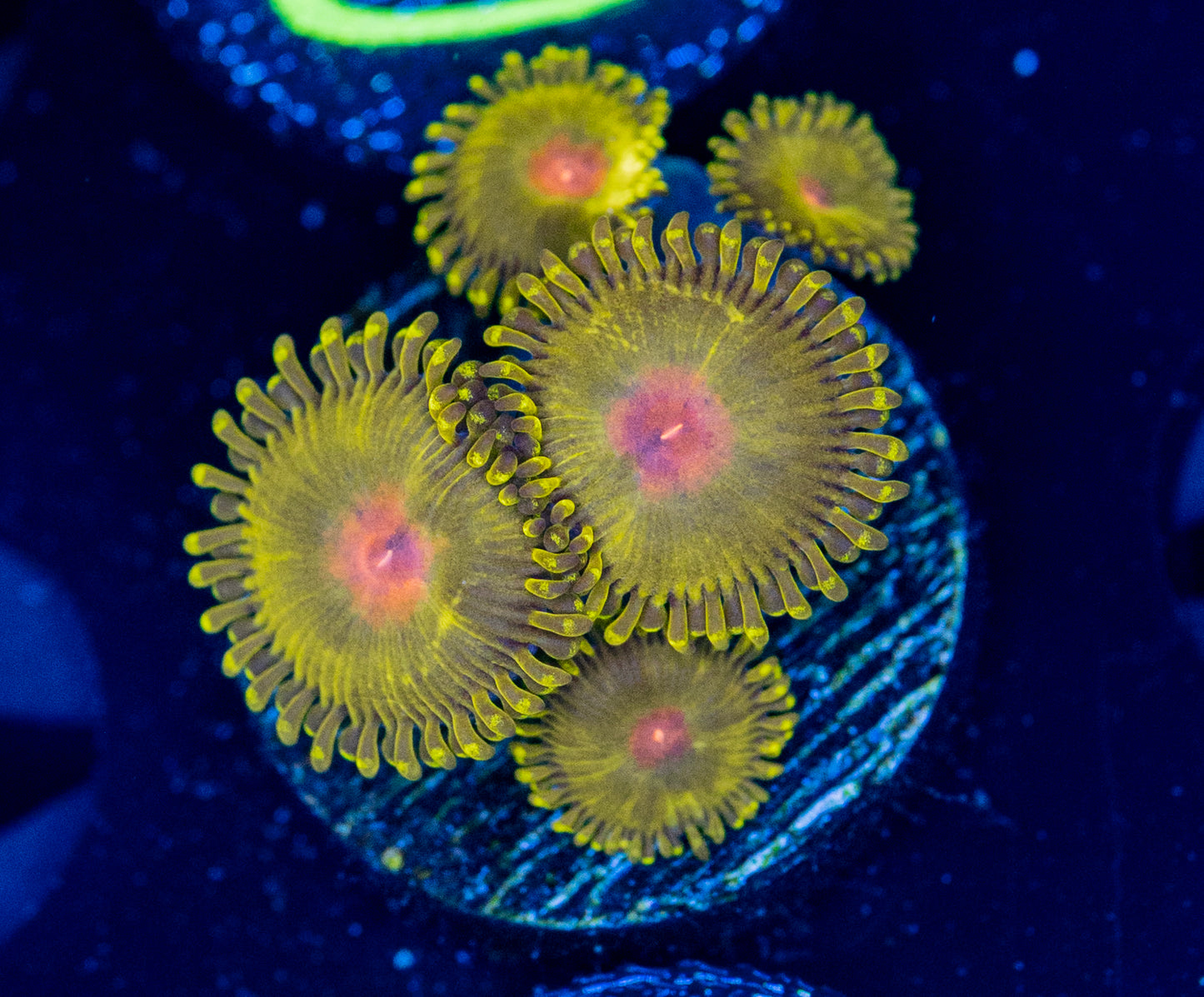 O34 GOLDEN GOD ZOAS