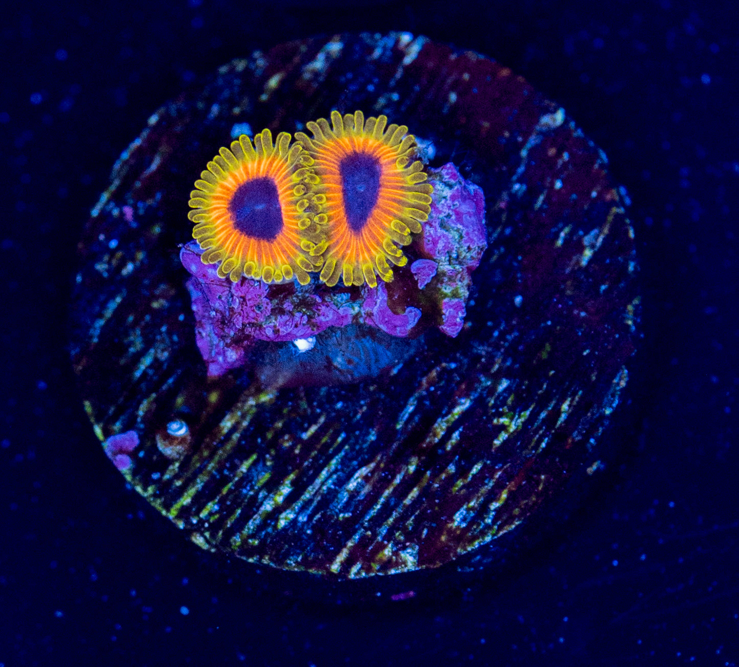 O47 GREAT OWL ZOA