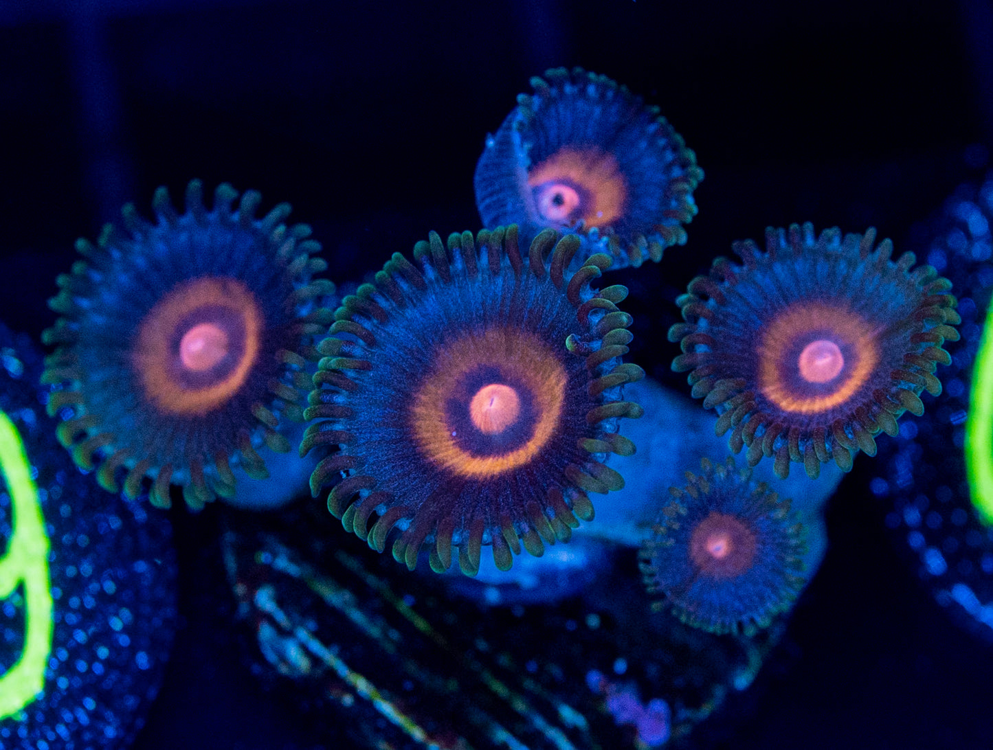 O56 WOLVERINE ZOA