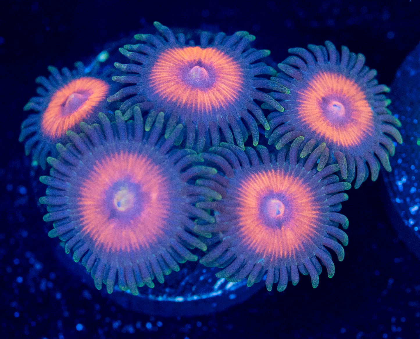 O65 ZOAS