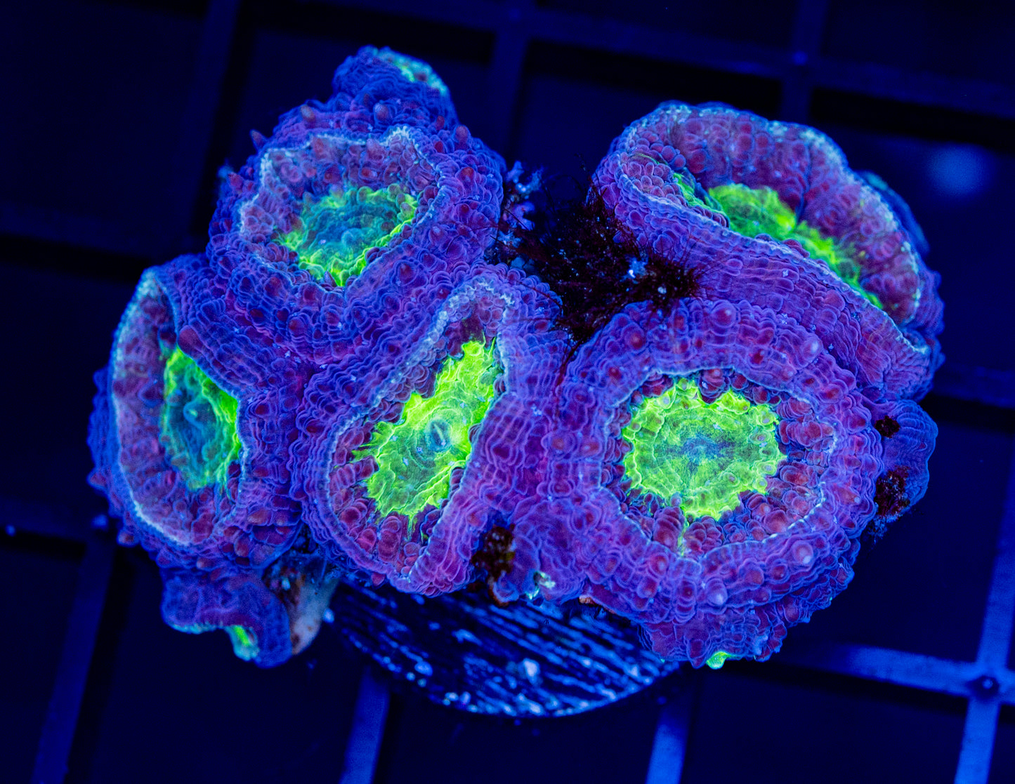 P06F BLASTO Colony/ SPECIAL
