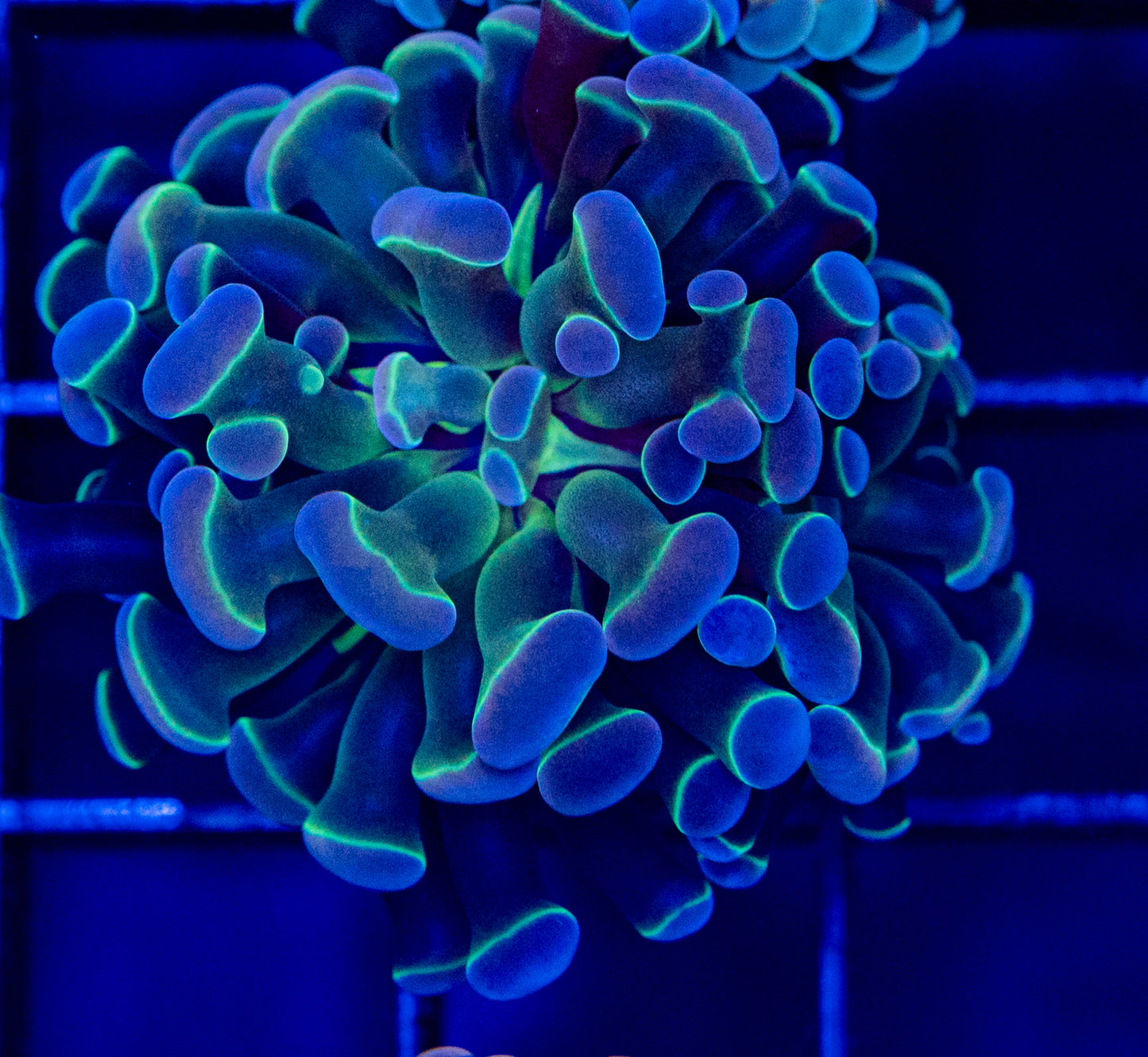 P20 HOLOGRAM HAMMER