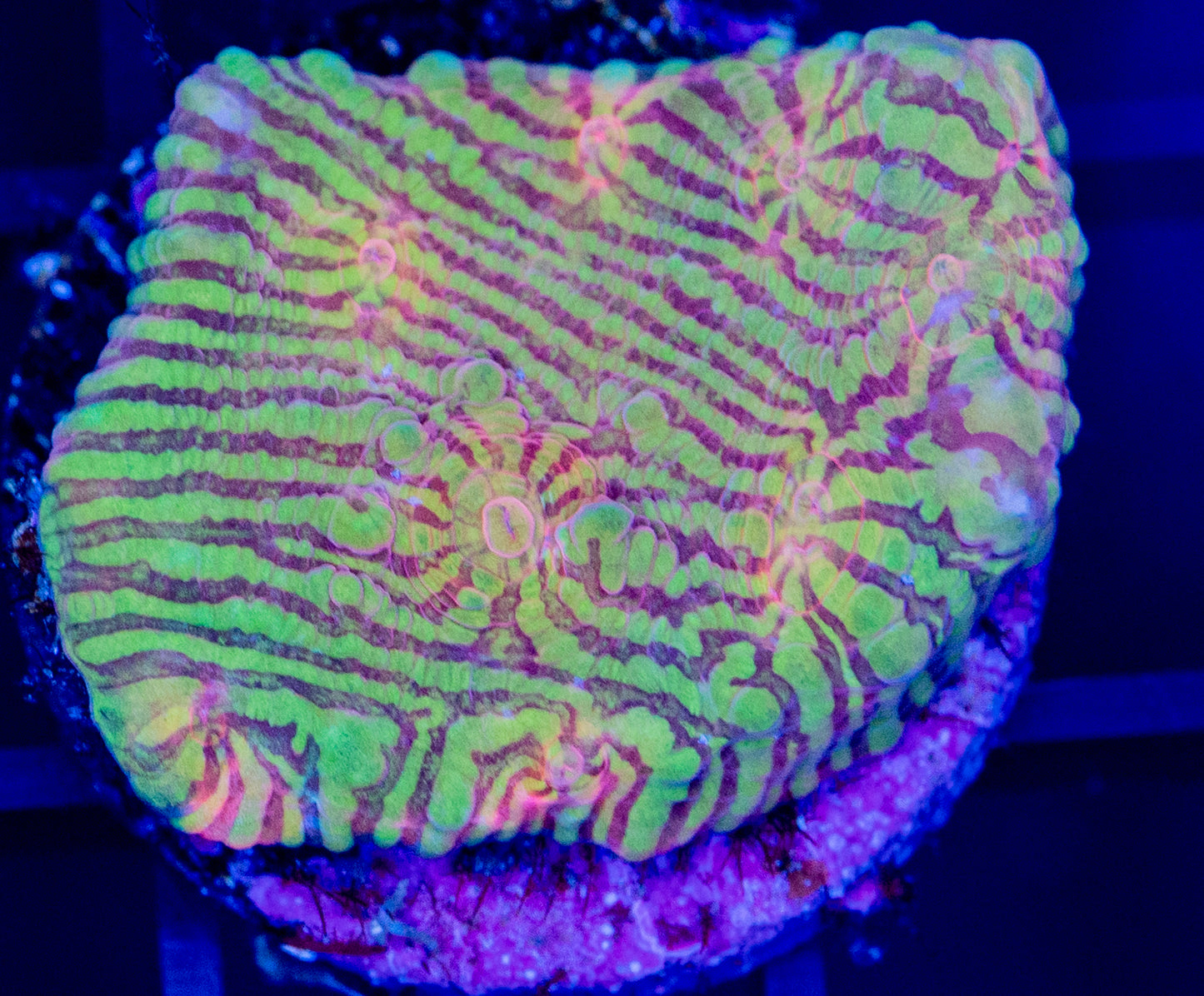 R30F Rainbow Convic CHALICE