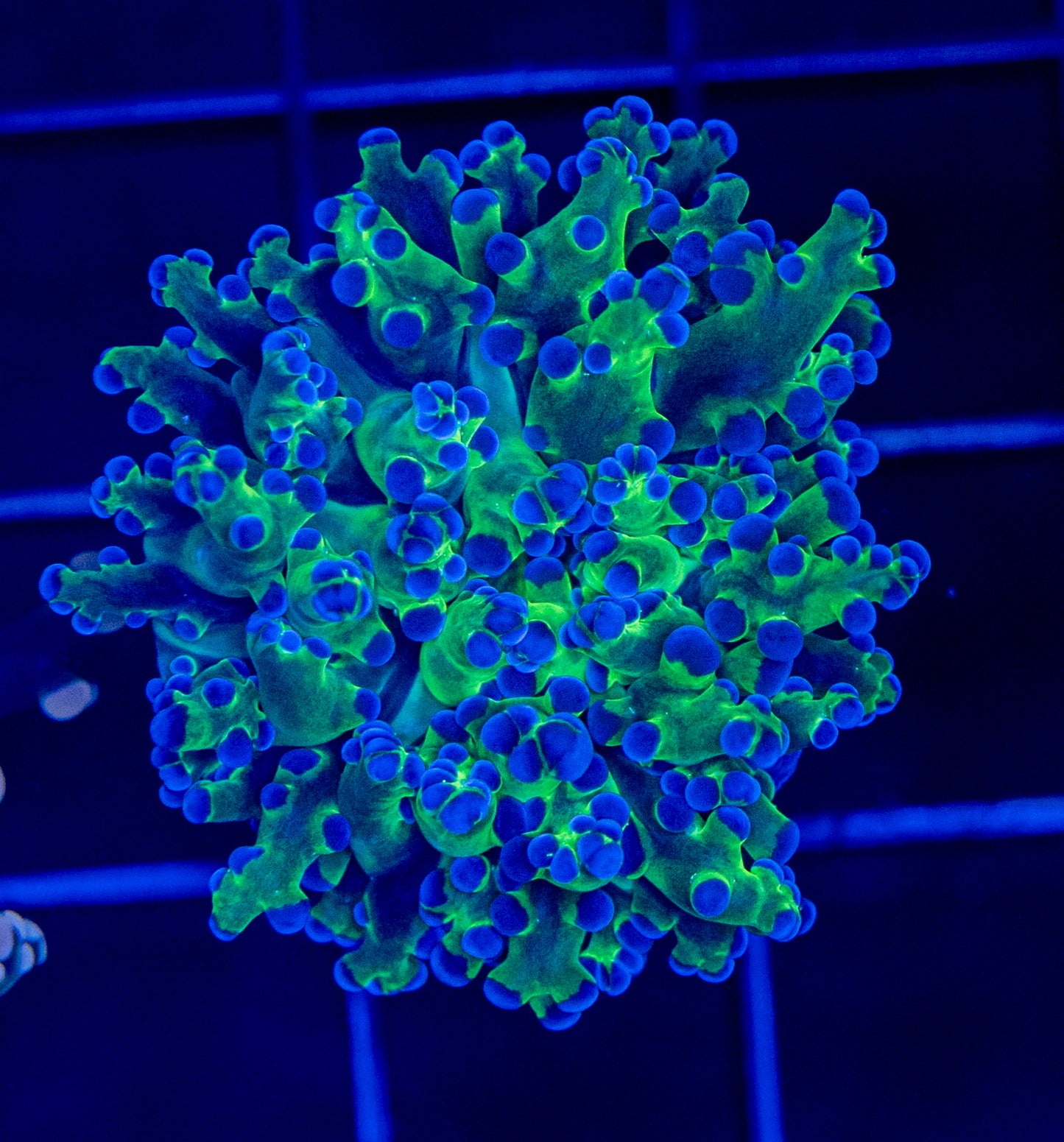 R30-1 FROGSPAWN