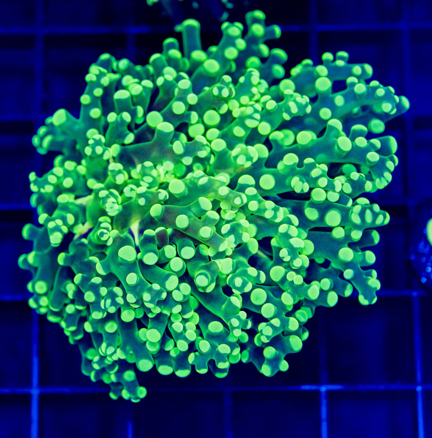 S05 FROGSPAWN
