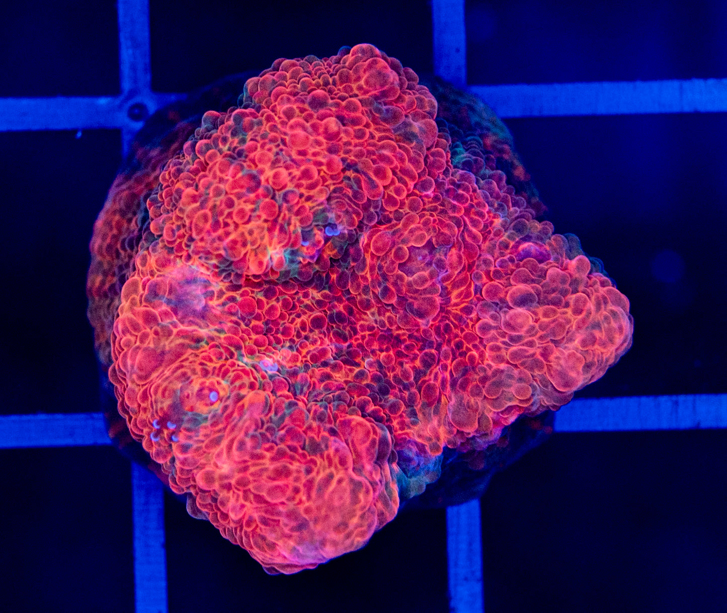 S25F CHALICE