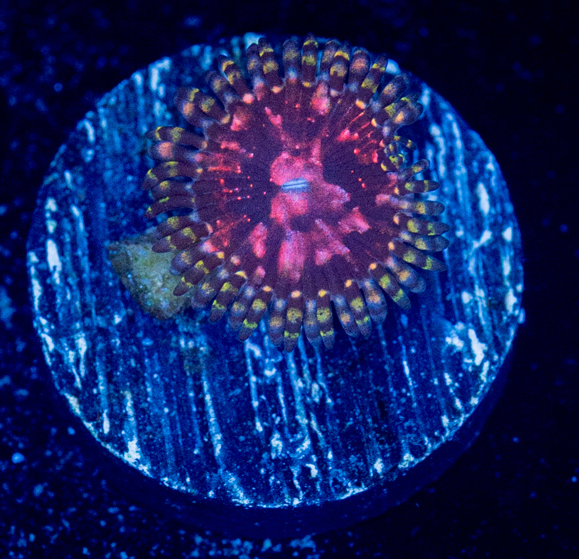 Space Chaos Zoa WYSIWYG