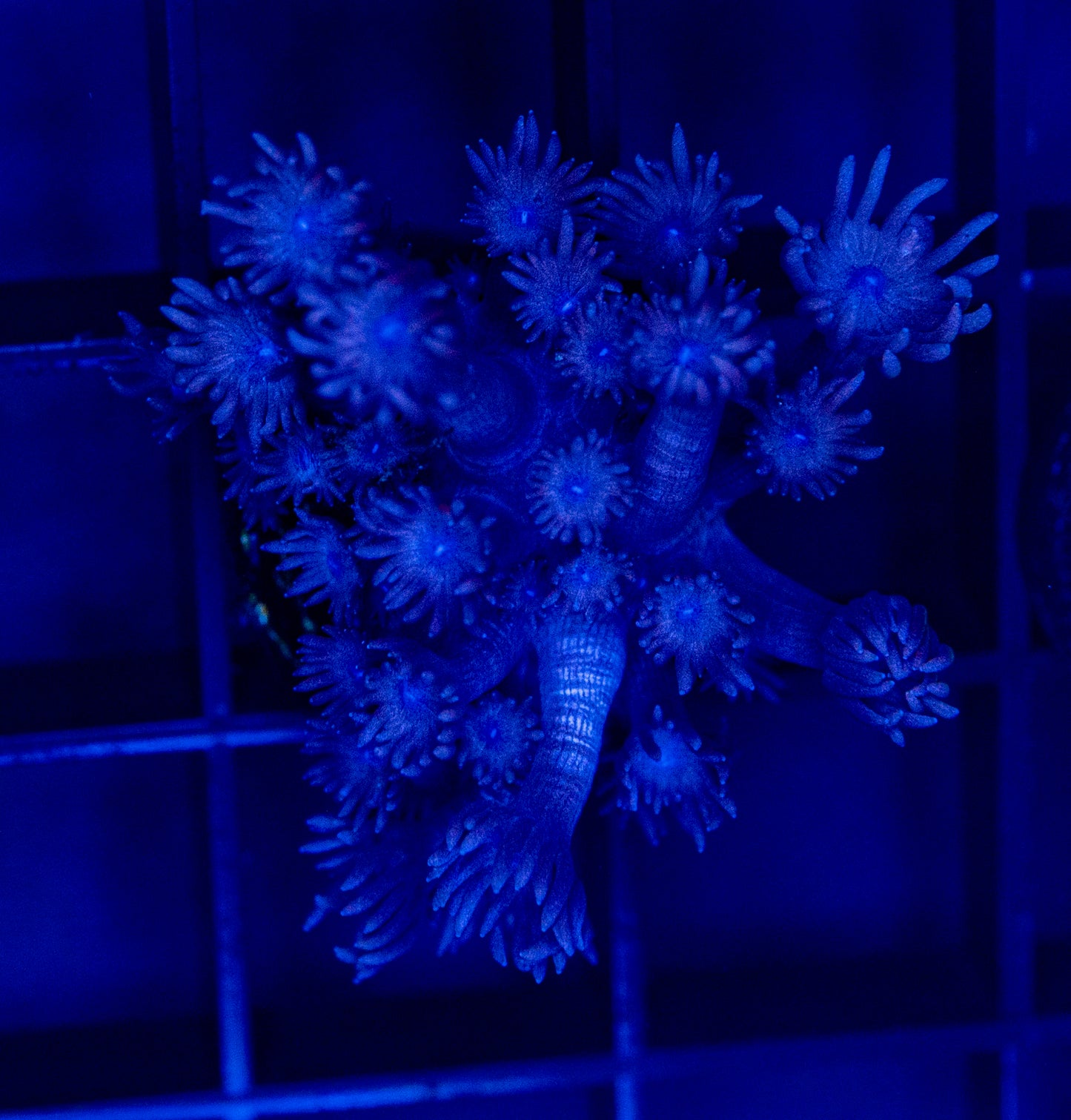 T22 Blue GONI