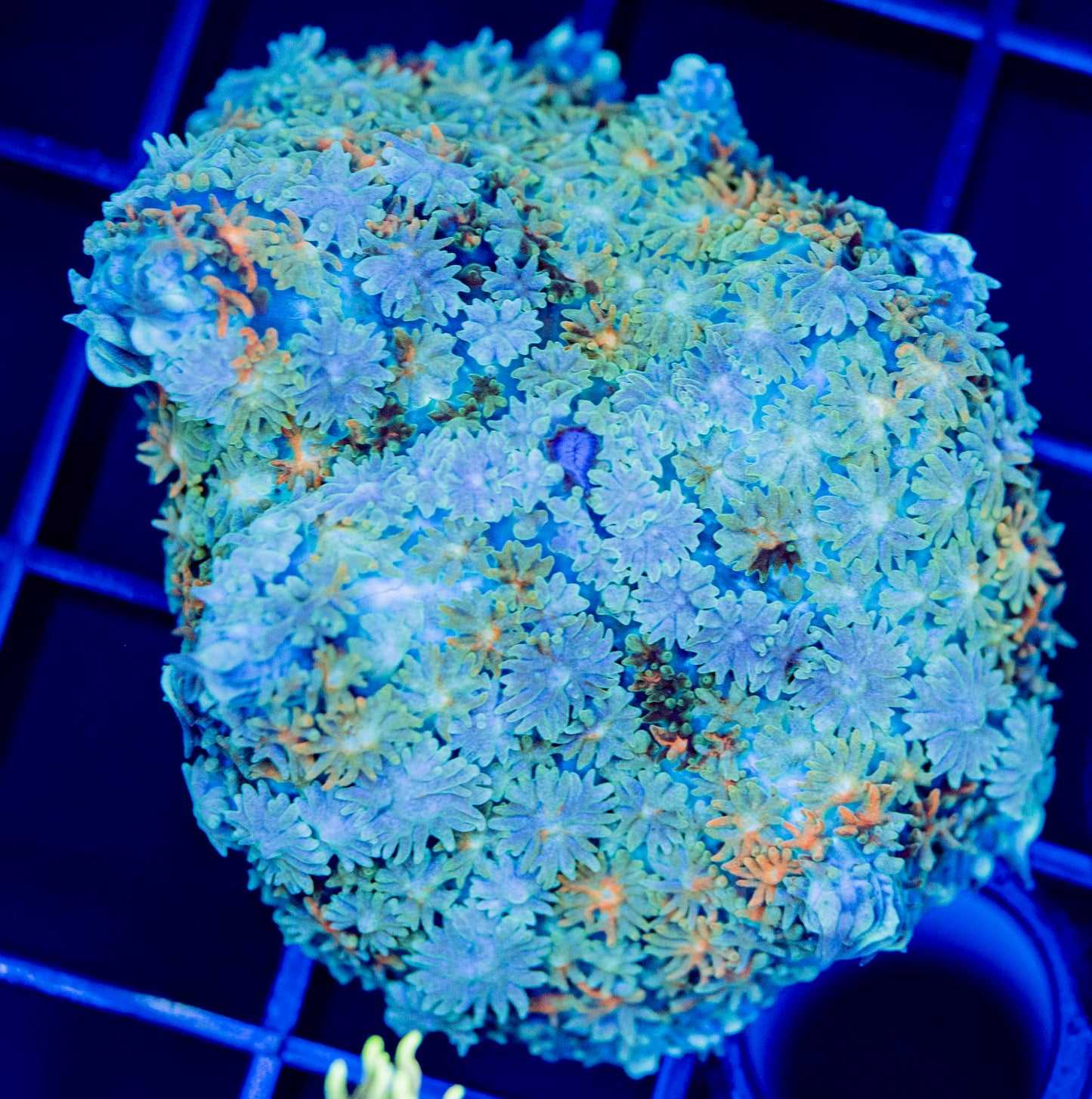 W01F RAINBOW PINCUSHION MUSHROOM