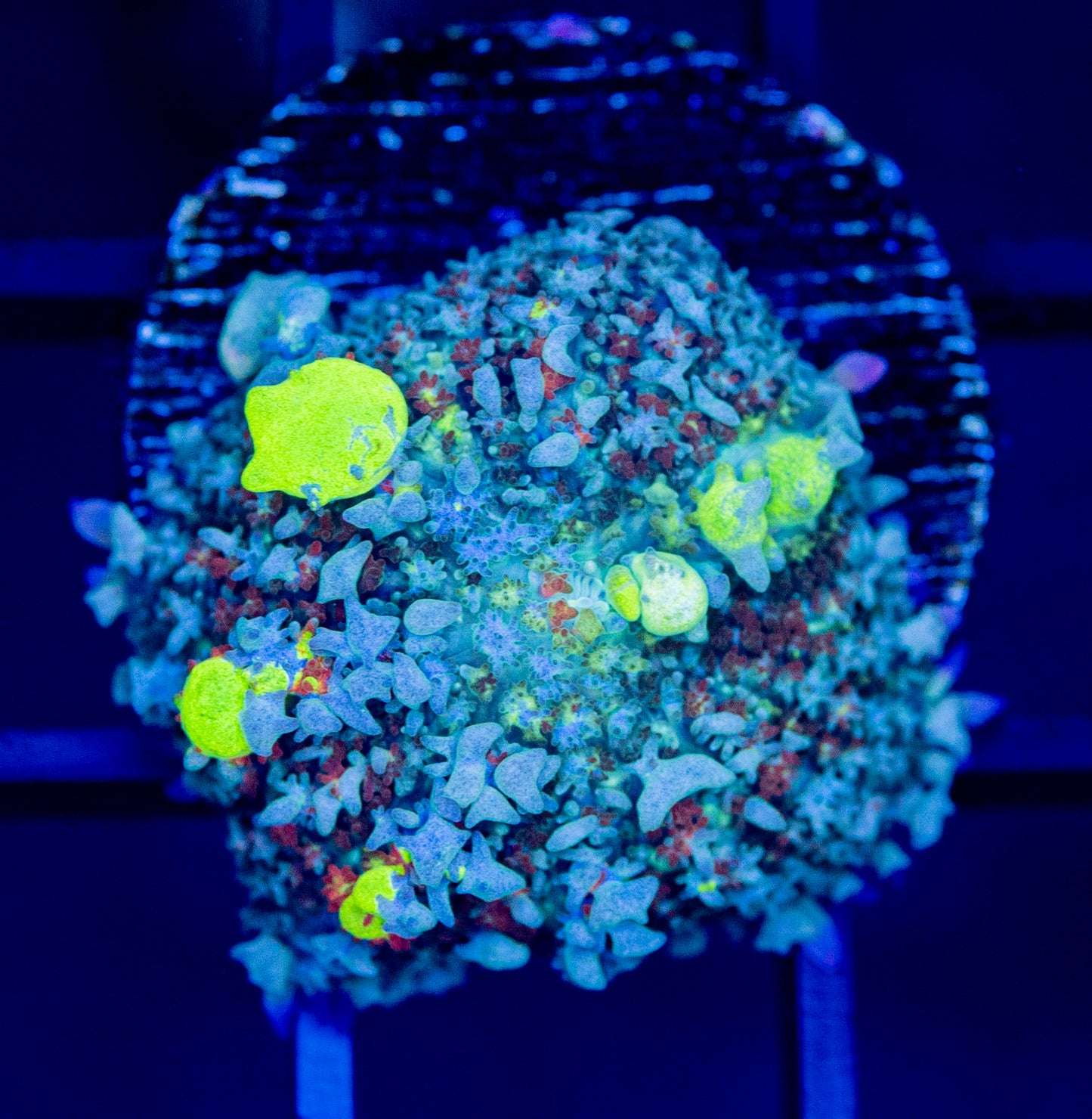 U13 Biohazard BOUNCE MUSHROOM