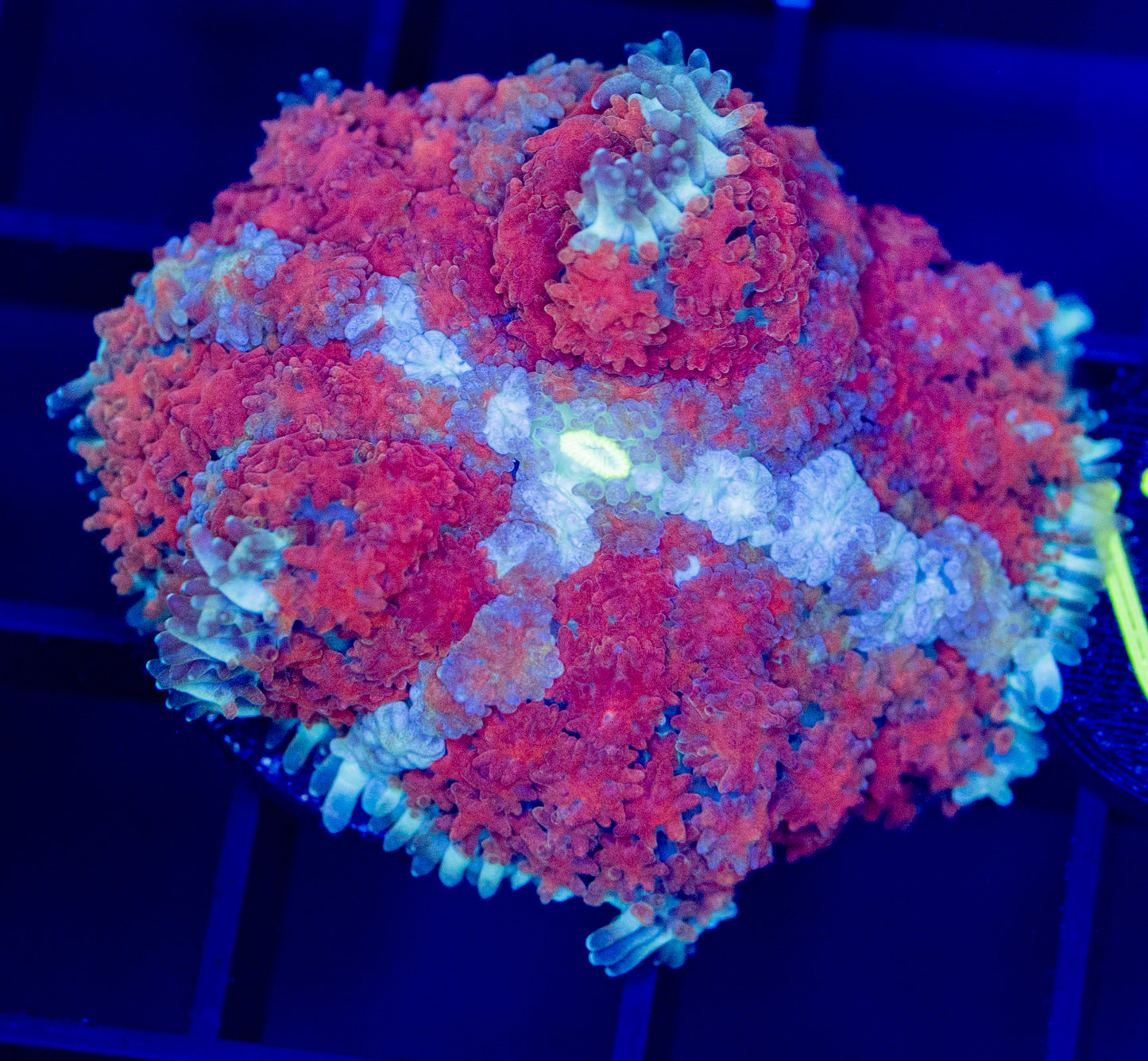 U22F Pincushion MUSHROOM