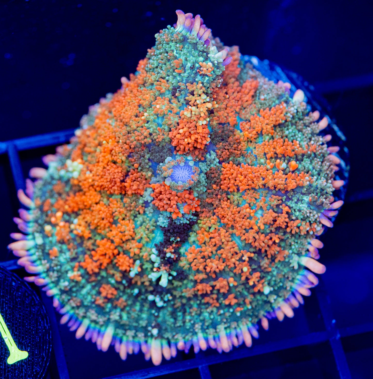 U29F Wanabe Hobbit Bounce MUSHROOM