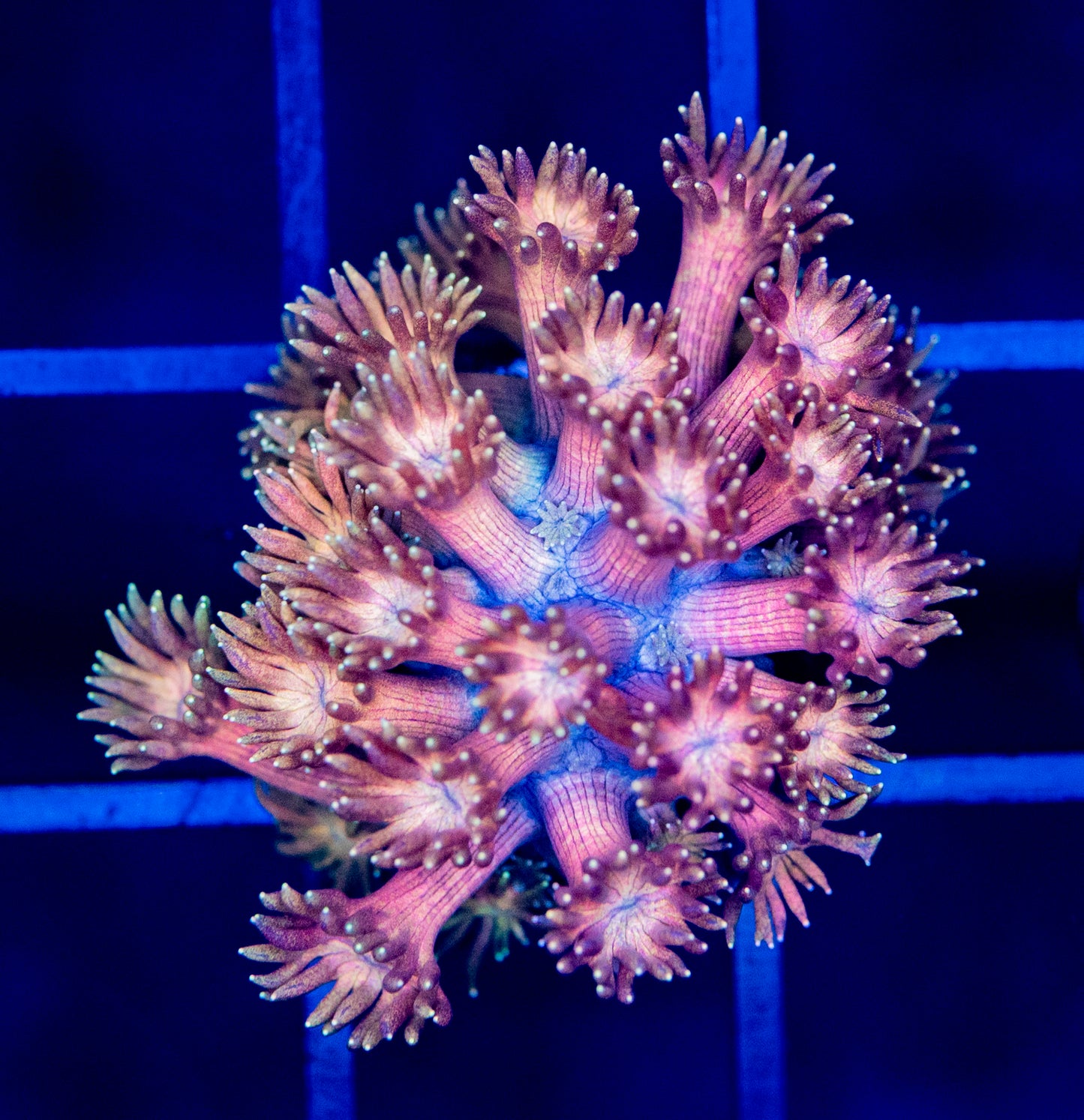U30-1F GONI