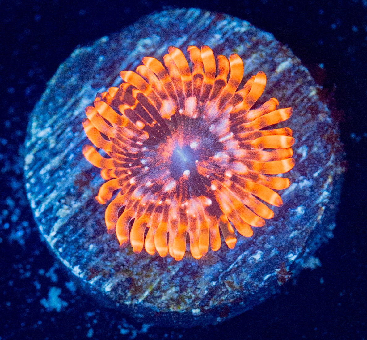 Utter Chaos Zoa WYSIWYG